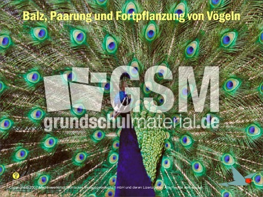 Voegel-Fortpflanzung.pdf